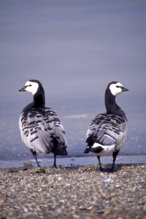 Couple of Barnacle Goose standing on the lake beachの写真素材