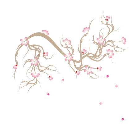 Beautiful cherry blossom isolated on whiteのイラスト素材