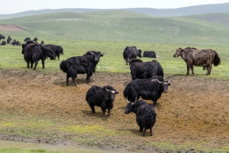 Tibetan Yaks in the grassland,sichuan , chinaの写真素材