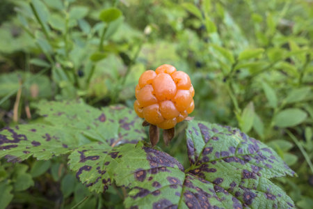 Fresh Cloudberry closeup in forest 