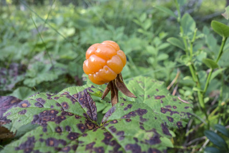 Fresh Cloudberry closeup in forest