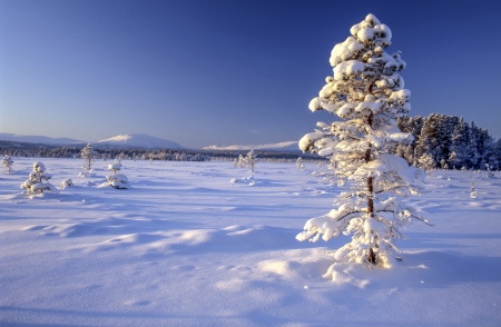 Beautiful winter landscape of snowy tree in swedenの写真素材