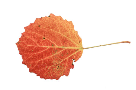  red maple leaf isolated on white background の写真素材