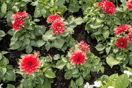 Background of beautiful red flowers の写真素材