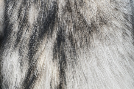 Wolf fur. Fur of wolf close up texture.の写真素材