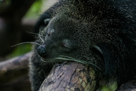 The Bears likes to sleepの写真素材