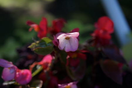 white flowers on a tree among green leavesの写真素材