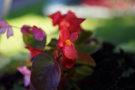 Ired flowers and bright yellow center details blooming on the top of the green stick.Make it attractive in the gardeの写真素材