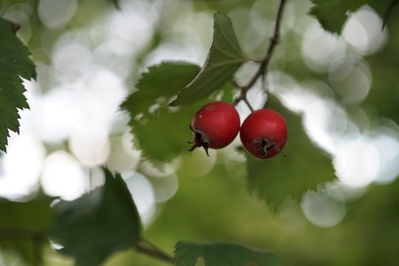 two fresh ripe red berries on a background of green leaves.の写真素材