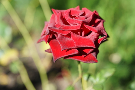 Beautiful red roses in the garden with rain drops of water on the green leaf.の写真素材
