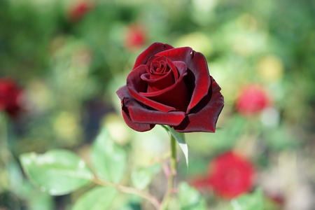 Beautiful red roses in the garden with rain drops of water on the green leaf.の写真素材