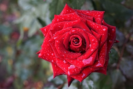 Beautiful red roses in the garden with rain drops of water on the green leaf. Bouquet of roses for Valentine Day - outdoors.の写真素材