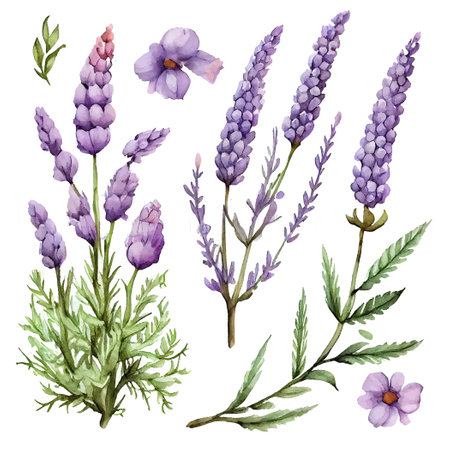 set vector illustation of watercolor provance lavender isolate on white backgroundのイラスト素材