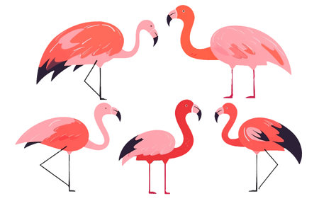 set vector collection illustration of tropical pink flamingo isolated on white backgroundのイラスト素材