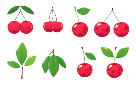 set vector illustration of ripe red cherry isolated on white background