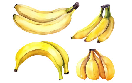 set vector watercolor illustration of ripe bananas isolated on white backgroundのイラスト素材