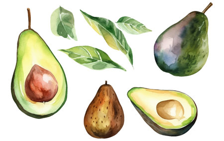 set vector watercolor illustration of ripe avocado isolated on white background