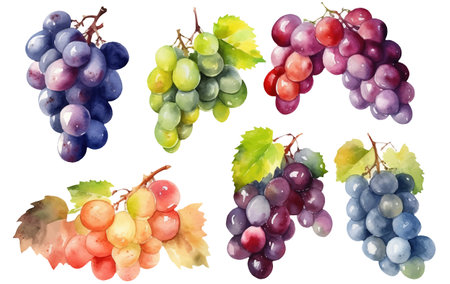 set vector watercolor illustration of ripe grapes isolated on white backgroundのイラスト素材