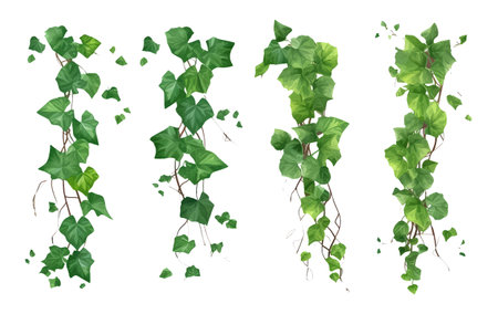 set vector illustration of green ivy plant hanging down isolated on white backgroundのイラスト素材