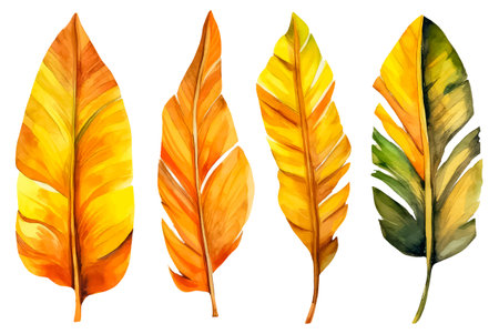 set watercolor autumn banana leaves on a white backgroundのイラスト素材