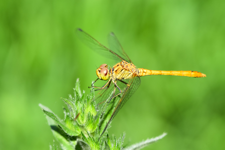 Beautiful dragonfly on a branch in a field, on a green background.の写真素材