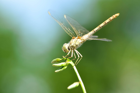 Beautiful dragonfly on a branch in a field, on a green background.の写真素材