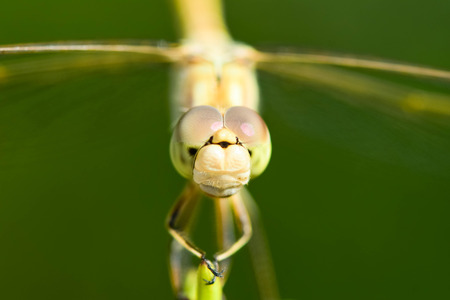 Beautiful dragonfly on a branch in a field, on a green background.の写真素材