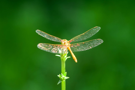 Beautiful dragonfly on a branch in a field, on a green background.の写真素材