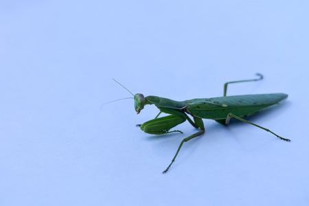 Close up shot of green mantis on white background. Predatory insect.の写真素材