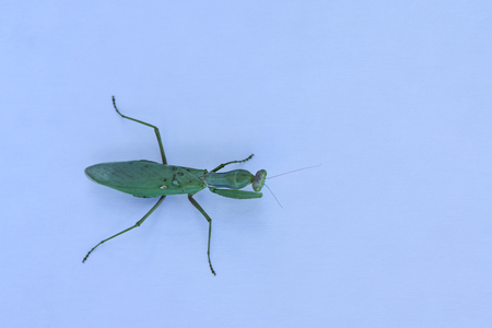Close up shot of green mantis on white background. Predatory insect.の写真素材