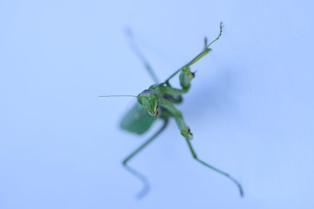 Close up shot of green mantis on white background. Predatory insect.