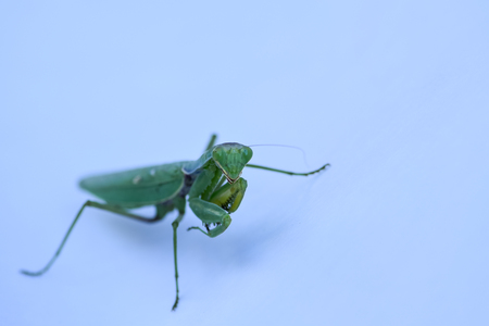 Close up shot of green mantis on white background. Predatory insect.の写真素材