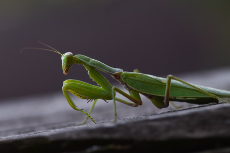 Close up shot of green mantis on nature background. Predatory insect.の写真素材