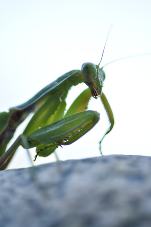 Close up shot of green mantis on nature background. Predatory insect.の写真素材