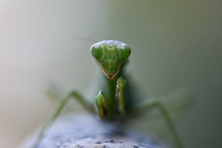 Close up shot of green mantis on nature background. Predatory insect.の写真素材