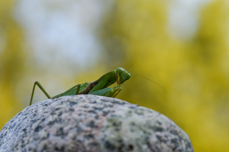 Close up shot of green mantis on nature background. Predatory insect.の写真素材