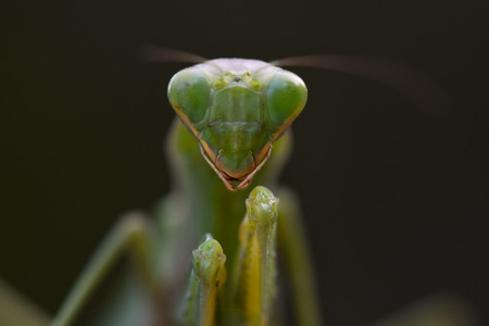 Close up shot of green mantis on nature background. Predatory insect.の写真素材