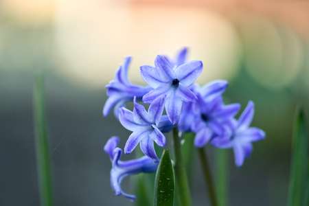 Hyacinth or dutch hyacinth or hyacinth (hyacinthus orientalis)の写真素材