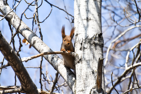 Beautiful young red squirrel attentively observes the environment in the forestの写真素材