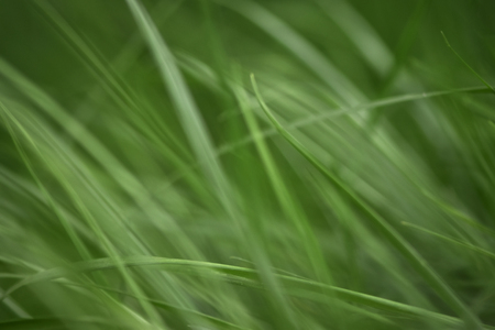 Lovely spring grass. Natural background with the swinging grassの写真素材