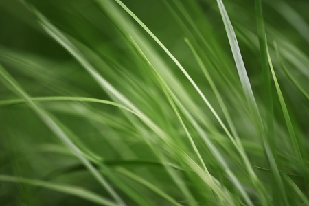 Lovely spring grass. Natural background with the swinging grassの写真素材
