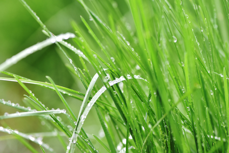 Lovely spring grass. Natural background with rolling grass and raindropsの写真素材