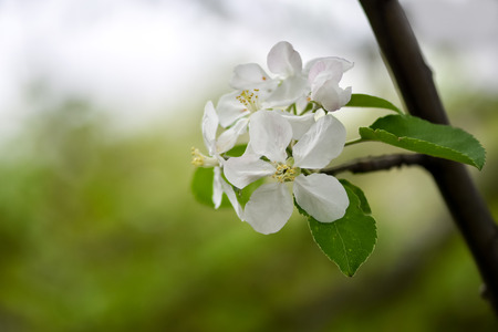 Blooming spring garden, delicate blurred backgroundの写真素材