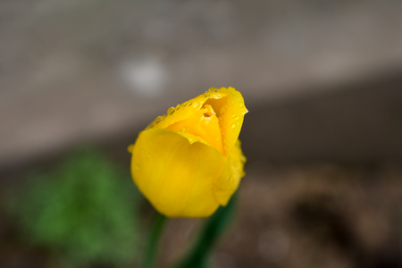 Flower necklace with raindrops, pure and spring. Top viewの写真素材
