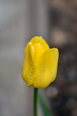 Flower necklace with raindrops, pure and spring.の写真素材