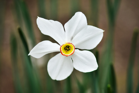 Photos of a white flower narcissus jonquilla, jonquil, rush daffodil (is a bulbous flowering plant in a garden.の写真素材