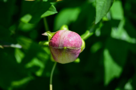 Common peony, or garden peony, is a species of flowering plant in the family Paeoniaceae.の写真素材