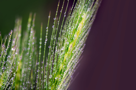 Rain grass after rain;の写真素材