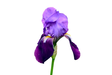 Beautiful purple Iris flower isolated on white backgroundの写真素材