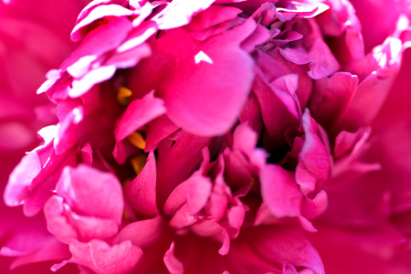 Pink peony flowerの写真素材